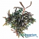 Bucephalandra Sp Rosemary sur pad 5X5cm