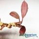 Bucephalandra Sp Pink Lady L CréAquarium